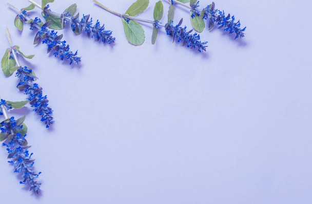 beautiful summer flowers on blue background - Fotoğraf, Görsel