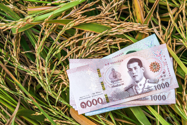 dinero billete thai baht en el campo de arroz en la temporada de cosecha, dinero y arroz con cáscara, comercio o concepto de venta - Foto, imagen