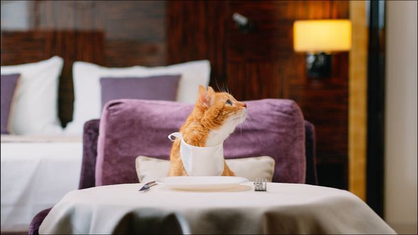 Gato rojo con babero esperando comida en la habitación - Foto, Imagen