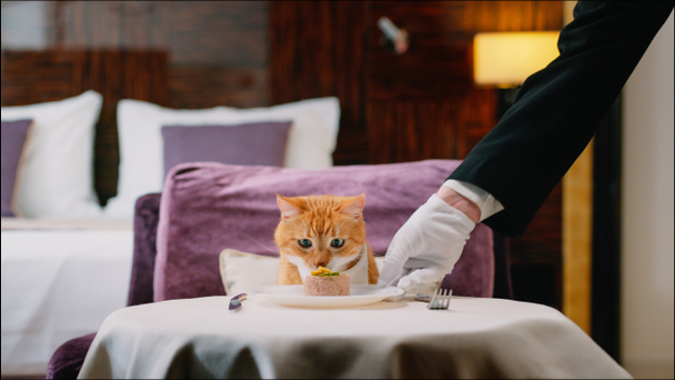 Rode kat met slabbetje wachtend op eten in de kamer - Foto, afbeelding