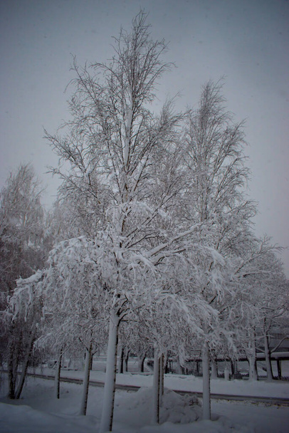 Rami di un albero che trasportano neve fresca caduta a Vaduz in Liechtenstein 14.1.2021 - Foto, immagini