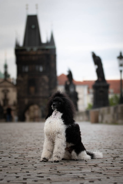 プードルの子犬カール橋の上に座っている。彼はプラハの中心にいた。彼女は患者モデルだ. - 写真・画像