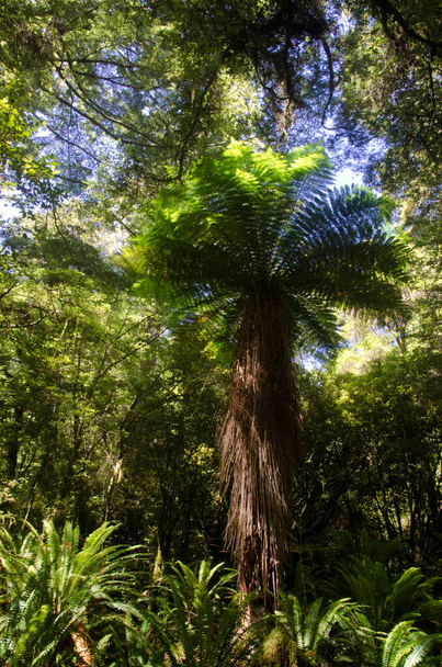 Fougère arborescente de Nouvelle Zélande. - Photo, image