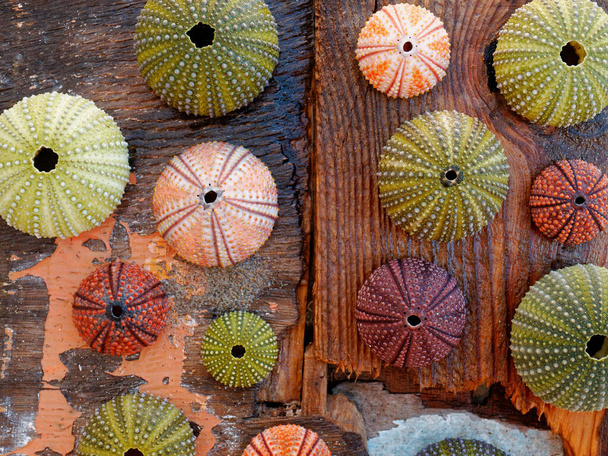collection of colorful sea urchin shells on wet weathered by the sea wood planks - Photo, Image