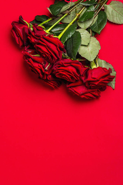 Ramo de rosas frescas borgoña sobre un fondo de espuma roja mate. Flores rojas fragantes, concepto de regalo para el día de San Valentín, boda o cumpleaños - Foto, Imagen
