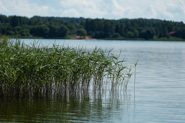 porośnięty trawiasty brzeg, letni krajobraz ze spokojną rzeką z widokiem na jezioro i brzeg od strony wody - Zdjęcie, obraz