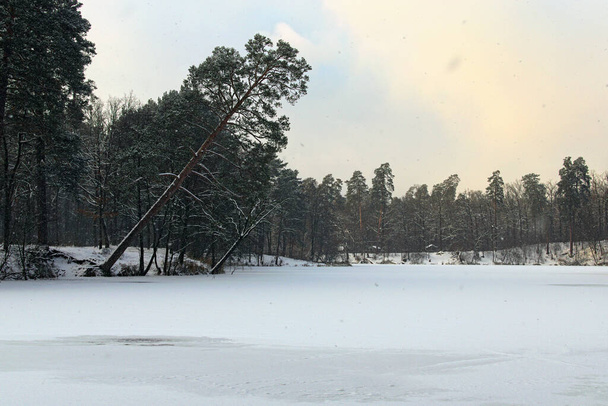 Ormanda kar yağışı. Ormandaki donmuş göletin resimli kış manzarası. Evergreen ahşap ve karlı sahil. Pushcha-Vodytsia 'da kış mevsimi. Kyiv Mahallesi, Ukrayna. - Fotoğraf, Görsel
