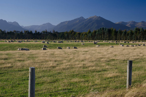 Пейзаж с овцами Ovis aries. - Фото, изображение
