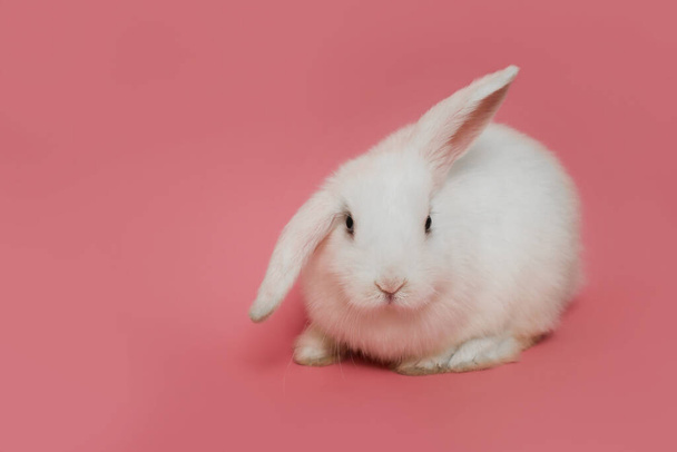 Белый кролик на розовом фоне, символ празднования Пасхи - Фото, изображение