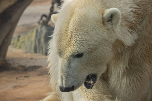 Portret van een ijsbeer met gebogen hoofd. Close-up fotografie. (Ursus maritimus) - Foto, afbeelding