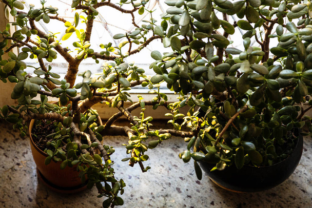над видом из Crassula houseplants в цветочных горшках на гранитный подоконник освещенный солнцем через окно - Фото, изображение
