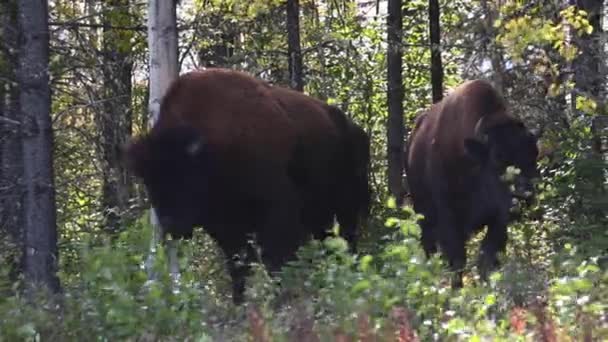 Βίσονες στην καναδική άγρια φύση - Πλάνα, βίντεο