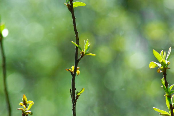 Yeşil bitkilerin soyut doğa görüşü bulanıklaştı. Güzel bokeh arkaplanı - Fotoğraf, Görsel