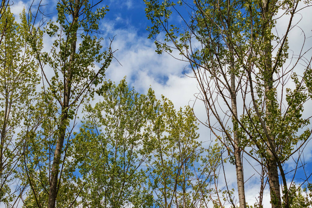 Widok na wierzchołki drzew. Pomiędzy gałęziami jest błękitne niebo z białymi chmurami. - Zdjęcie, obraz