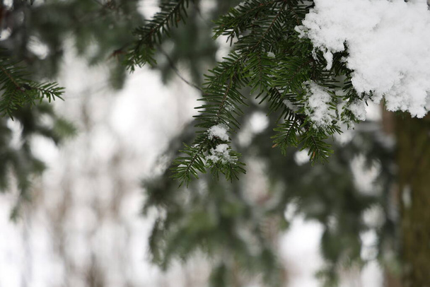 Білий сніг лежить на ялинових гілках взимку
. - Фото, зображення