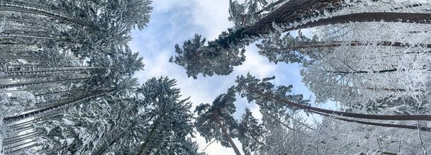 Tündérmese Wintrer táj. hó borította fa egy erdőben egy nyugodt napon. szürreális nézet - Fotó, kép