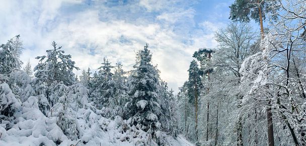 Fairy-tale Wintrer landscape. snow covered tree in a forest on a calm day. - Photo, Image