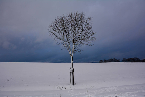 Een boom in een landschap van veel sneeuw met een bewolkte lucht, in Spessart, Beieren, Duitsland - Foto, afbeelding