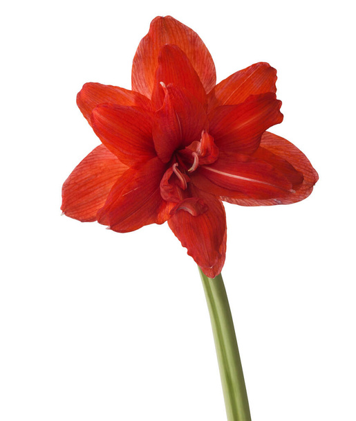 Blooming red Large  double hippeastrum (amaryllis) Red Peacock on white background isolated - Photo, Image