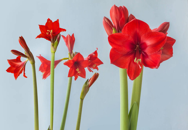 Kukkivat pienikukkaiset Multiflora Hippeastrum (amaryllis) "Red Garden" ja "Fire Ball" harmaalla taustalla - Valokuva, kuva