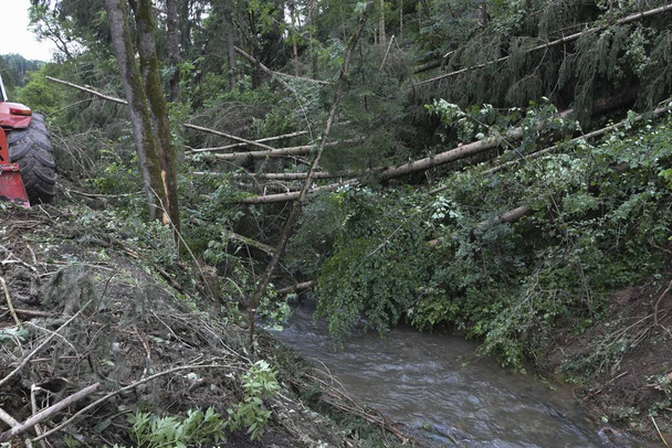 stormschade na een hevige storm in een bos, een natuurramp - Foto, afbeelding