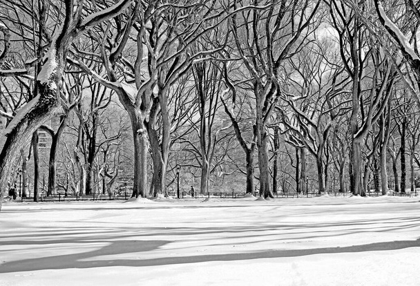 Winterszenen in verschiedenen Bereichen des Central Parks - Foto, Bild