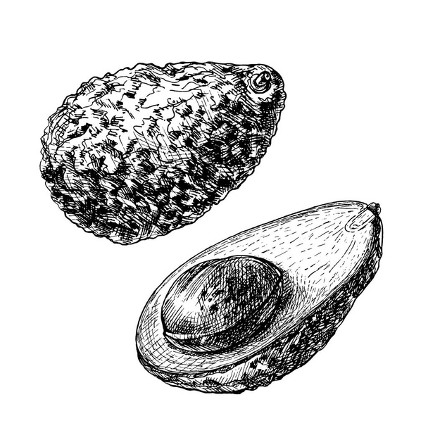 Ganze und halbe Avocado mit Samen. Vector monochrome Vintage Schraffur Illustration isoliert auf weißem Hintergrund. - Vektor, Bild