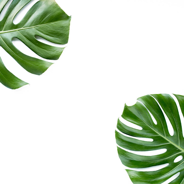 Tropical leaves Monstera on white background. Flat lay, top view - Fotó, kép