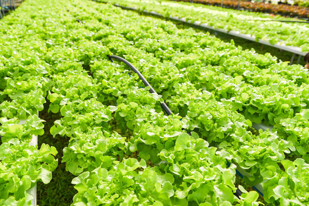 Gewächshaus-Gemüse auf Wasserleitung mit grüner Eiche, Hydroponischer Salat wächst im Garten Hydroponischer Bauernsalat Bio für Reformkost - Foto, Bild