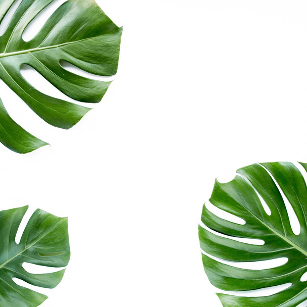 Tropical leaves Monstera on white background. Flat lay, top view - Photo, Image