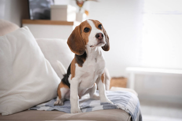 Cute Beagle puppy on sofa indoors. Adorable pet - Fotó, kép