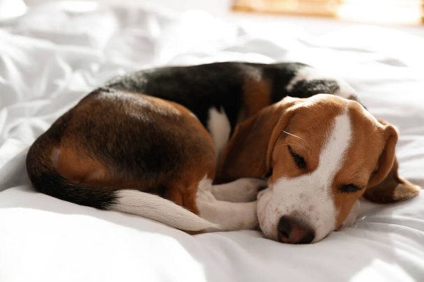 Cute Beagle puppy sleeping on bed. Adorable pet - Zdjęcie, obraz