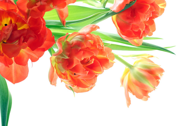 Orange tulips - Photo, Image