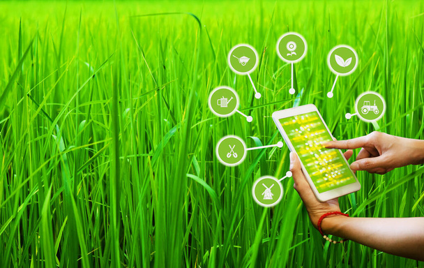 Kontrolle landwirtschaftlicher Produkte mittels Smartphone-KI-Anwendung für Qualitätsprodukte. - Foto, Bild