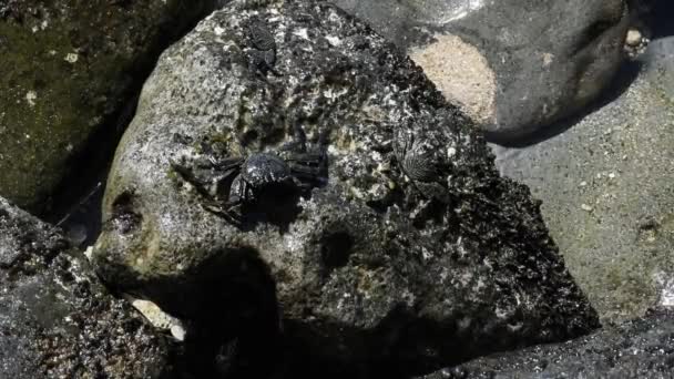Maui, Hawai. Cangrejos de roca de cáscara fina (Grapsus tenuicrustatus) también llamados A 'ama en Hawaii. - Imágenes, Vídeo