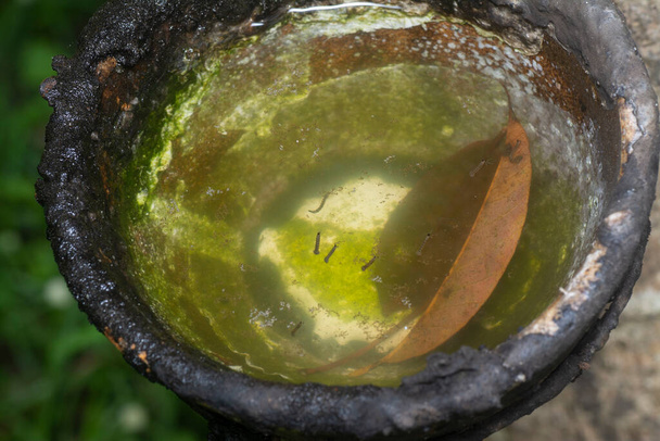 cuenco de árbol de goma llena de agua el caldo de cultivo para mosquitos. - Foto, imagen