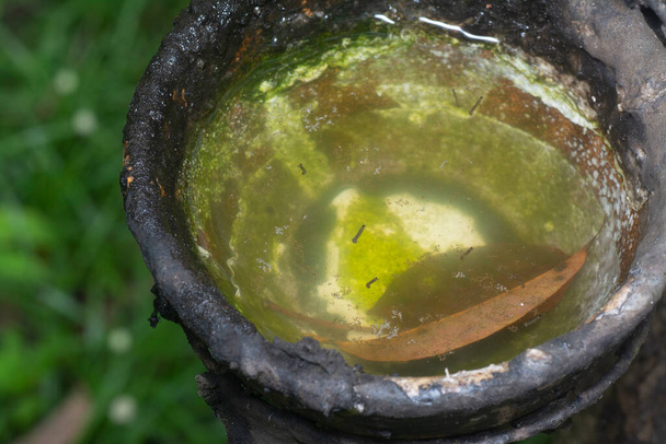 bol d'arbre en caoutchouc remplit d'eau le terrain de reproduction pour les moustiques. - Photo, image