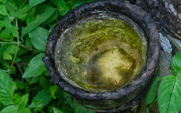 rubber tree bowl fills with water the breeding ground for mosquito. - Photo, Image