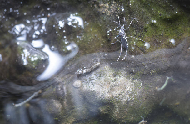 чаша с резиновым деревом заполняется водой для размножения комаров. - Фото, изображение