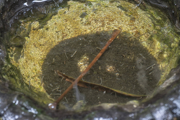 Gummibaumschale füllt den Nährboden für Moskitos mit Wasser. - Foto, Bild