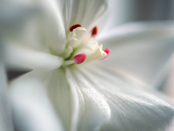 delicate white geranium flower growing in a pot on the windowsill, narrow focus area, macro - Photo, Image