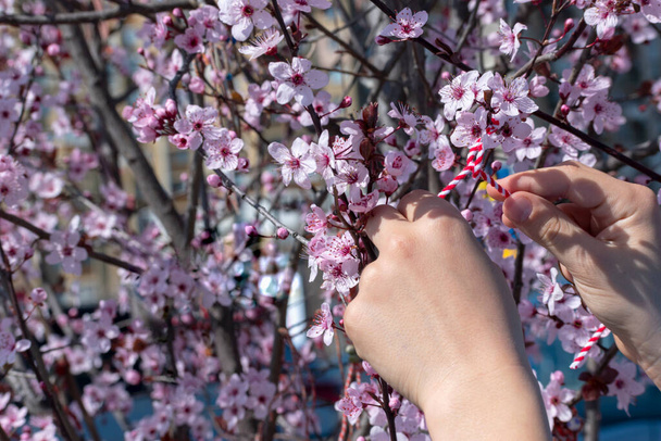 Dziecko wiąże czerwono-białą nitkę - Martenitsa na kwitnącej gałęzi drzewa w ogrodzie - zwyczaj powitania wiosny. Wiosna, wiosenna koncepcja. Skupienie selektywne - Zdjęcie, obraz