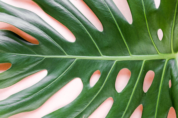 Textur tropisches Palmblatt Monstera auf rosa Hintergrund. Flache Lage, Draufsicht - Foto, Bild