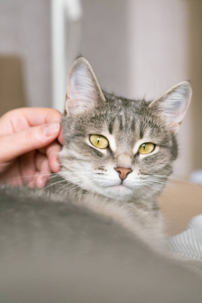 El gato de rayas grises yace en la cama con la mano de la mujer sobre un fondo gris. La anfitriona acaricia suavemente a su gato en la piel. La relación entre un gato y una persona. Día Mundial de las Mascotas - Foto, imagen