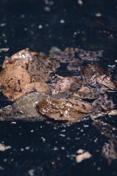 湖の水の中の大きなカエル - 写真・画像