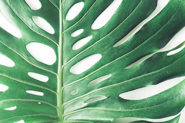 創造的な性質の背景。緑の熱帯モンスターは白い背景に葉。ヤシの木の葉と夏のコンセプト. - 写真・画像