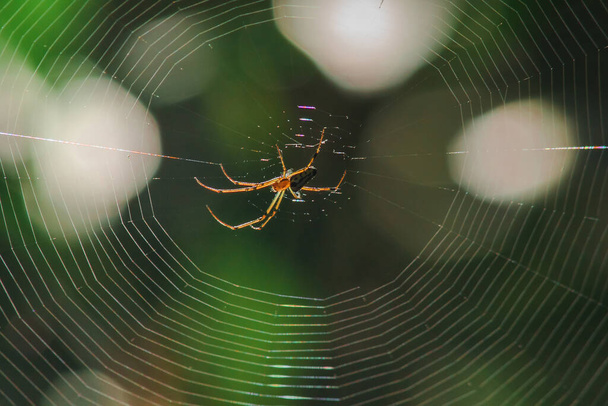Orb-Weaver hämähäkit luonnossa rakentavat verkkoja - Valokuva, kuva