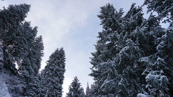 A hegyi erdőt teljesen beborítja a hó. A fák és magas fenyők ágait hó borítja. A hegyek meredek lejtői, fehér hó. Láthatod az utat, ahol az emberek jártak.. - Fotó, kép