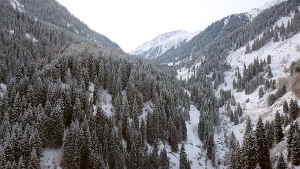 Egy fenséges havas szurdok fenyőfákkal a hegyekben. A magas fák a fehér felhők ellen küzdenek. A meredek sziklákat nagy sziklák borítják hó. Első látásra a drónról. Almarasan, Almati, Kazahsztán - Fotó, kép