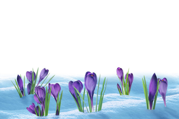 Beautiful crocuses growing through snow against white background. First spring flowers - Zdjęcie, obraz